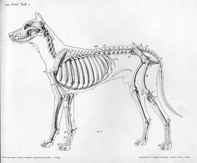 A domestic dog has a proportionately smaller skull and paws