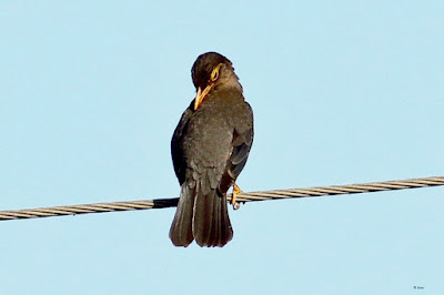 "Indian Blackbird - Turdus simillimus sitting on a wire preening  itself."