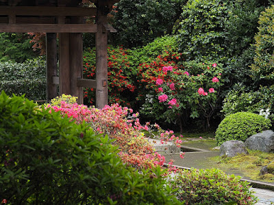 Shakunage (Rhododendron) flowers: Kaizo-ji