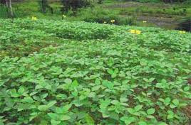 Teknik Produksi Benih Kacang Kedelai