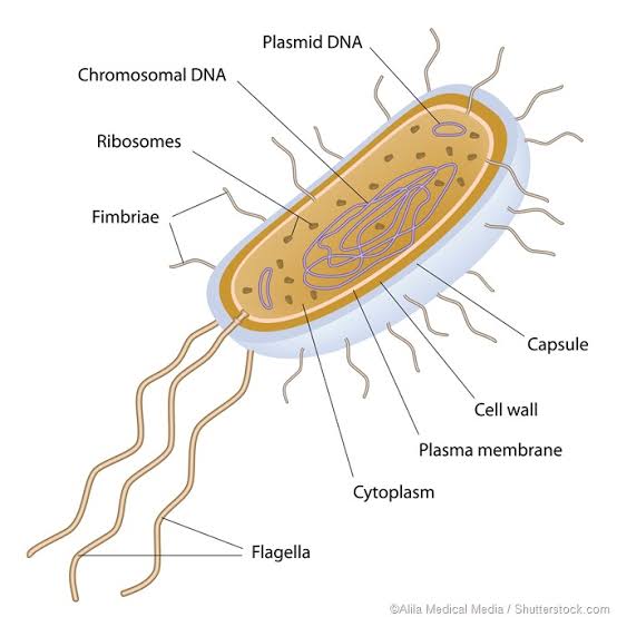 Cell,definition, Structure,function
