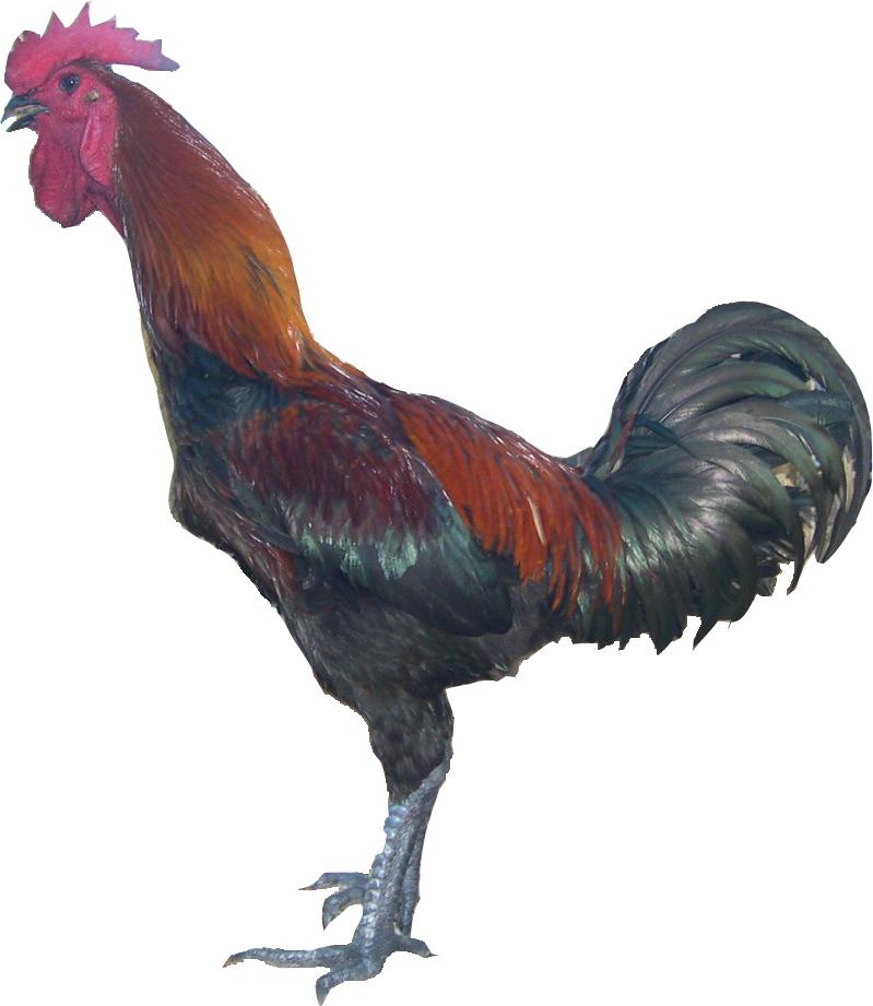 PESONA GAMBAR  AYAM  2