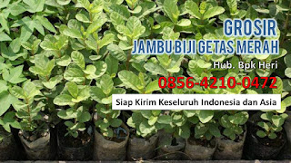 Supplier Jambu Biji Merah, Jual Jambu Biji Merah, Distributor Buah Jambu Biji.JPG