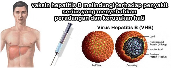 Pengobatan Herbal Hepatitis B