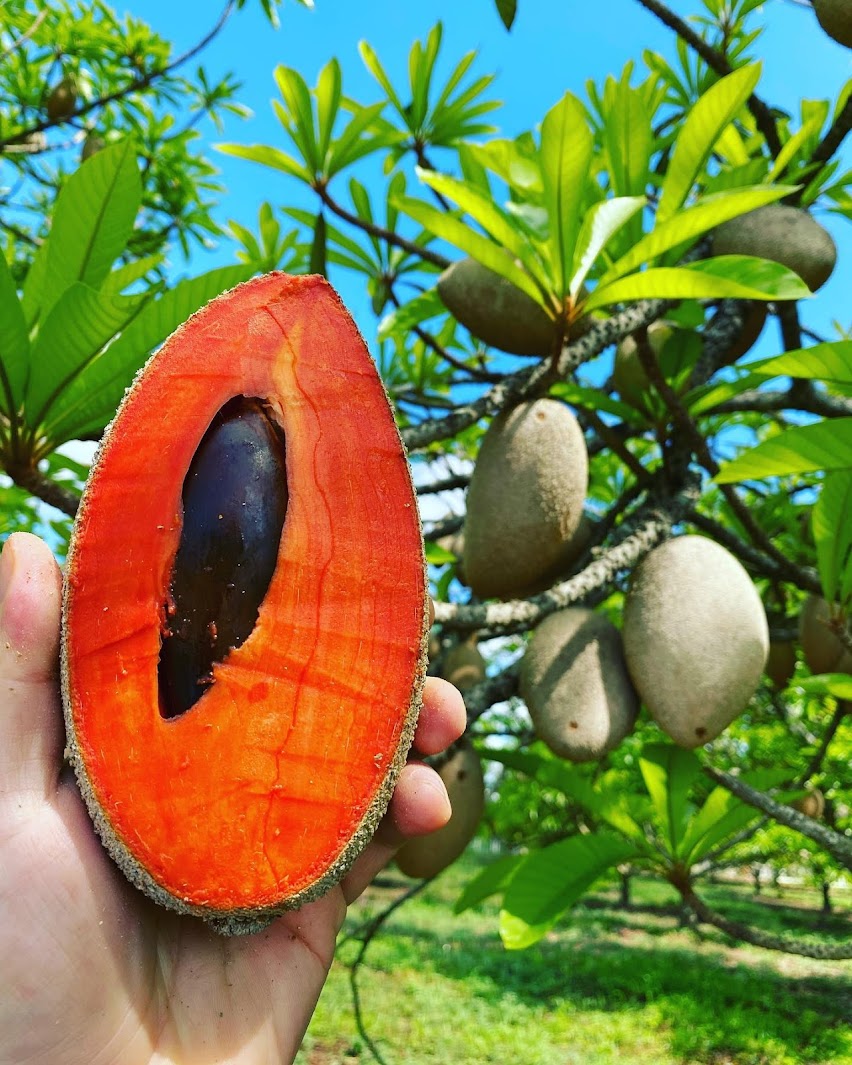 bibit sawo mamey sapote di pekanbaru