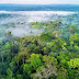  Amazon Jungle | rainforest | 