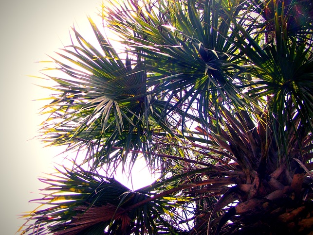 sabal palm