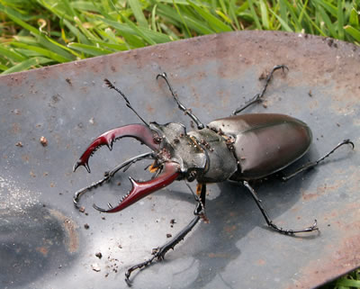 Carapace King: Insect Mounts