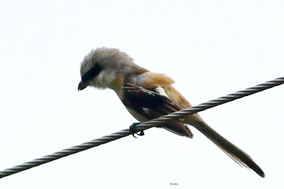 Long-tailed Shrike