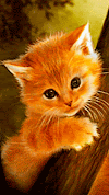 28+ Download Gambar Wallpaper Lucu Bergerak PNG