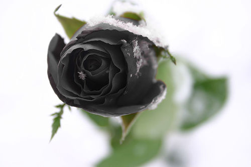 black rose wallpaper