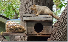 Squirrel going for food