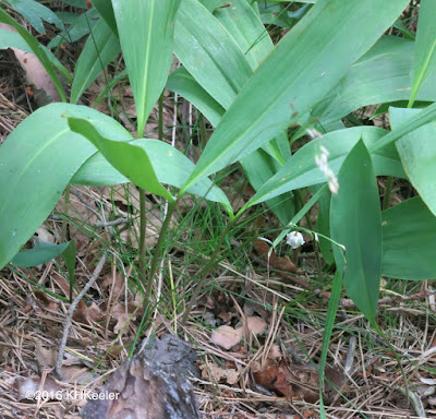 lily-of-the-valley, Artipelago, Sweden