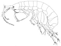 http://sciencythoughts.blogspot.co.uk/2013/06/two-new-species-of-amphipod-crustacean.html