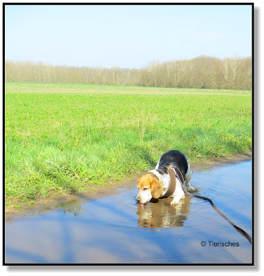 unterwegs mit Hund