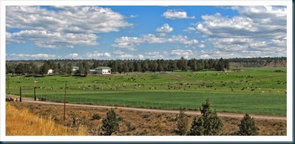 Alpaca Ranch