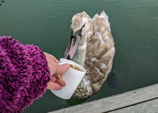 Photo of me feeding the cygnet from the pontoon next to Ravensdale