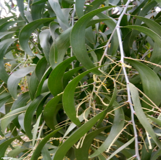 EARPOD WATTLE LEAVES - கத்திக் கருவேல் இலைகள்