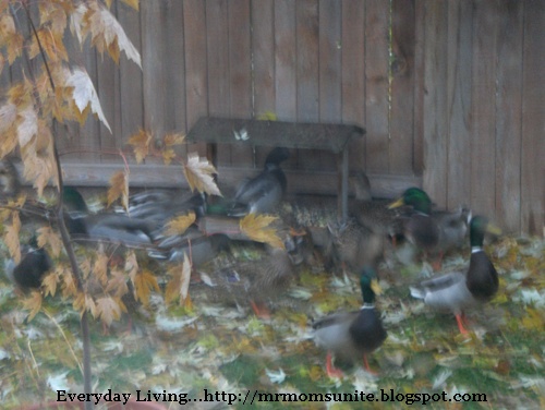 photo of ducks feeding from our yard