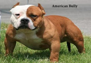 American Bully Dog Outlook