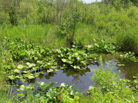 bullhead lilies