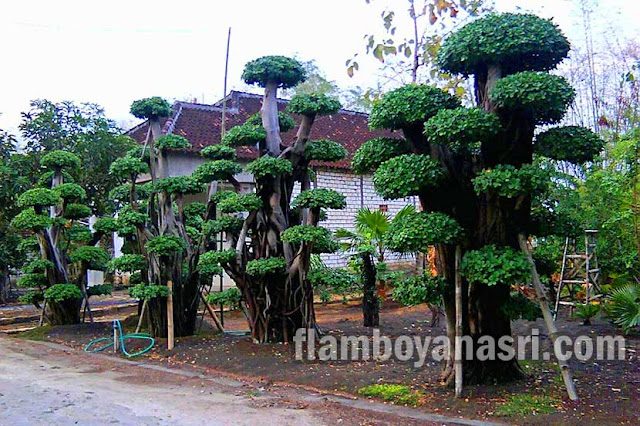 Tukang Taman Malang | Jasa Pembuatan Taman Malang