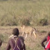 Suku Terkuat di Afrika yang Berburu Singa