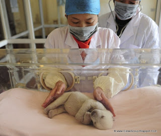 A staff member of the Penglai Ocean and Polar Region World, Shandong Province, China, takes care of a polar bear cub.