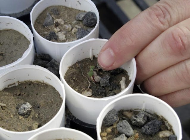 In this photo made on Feb. 10, 2020 in Reno, Nevada, Beth Leger, a plant ecologist at the University of Nevada, Reno, gestures to a little Tiehm's buckwheat that has sprouted at a campus greenhouse. An Australian mining corporation is funding their research because it intends to extract lithium in the high desert 200 miles southeast of Reno, the world's only known location for the uncommon wildflower. UNR researchers are investigating whether the plant or seeds developing in the greenhouse can be transplanted to the desert to help the native population.