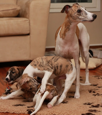 Whippet Dog Photos