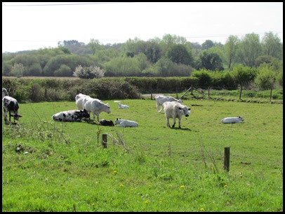 3 Calves