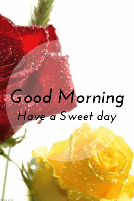 good morning wishes have a sweet day with hd wet roses