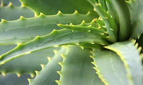 aloe vera