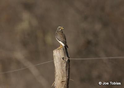 halcones de argentina Halconcito gris Spiziapteryx circumcinctus