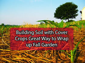 Building soil with cover crops great way to wrap up fall garden