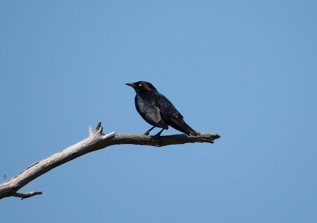 Brewers Blackbird - Grayling Forest, Michigan, USA