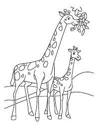 Wild Baby Giraffe Familly Eating Leaves Coloring Pages At Zoo