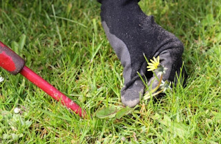 how to get rid of dandelions without chemicals