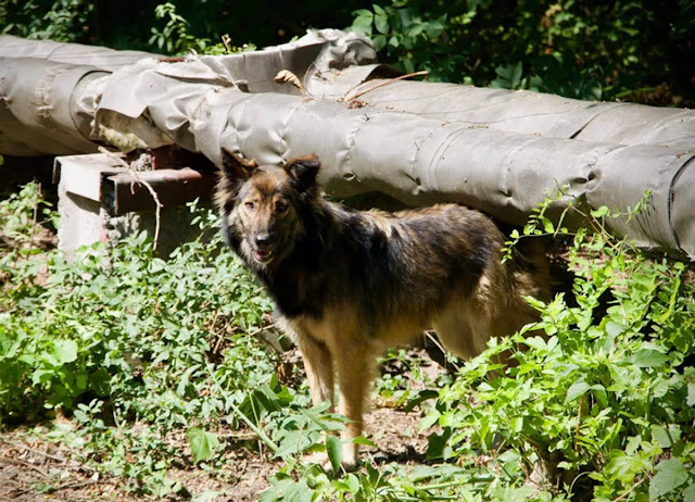 Un perro callejero en Chernobyl en hierba