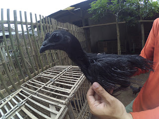 Ayam Cemani Bulu Lidi