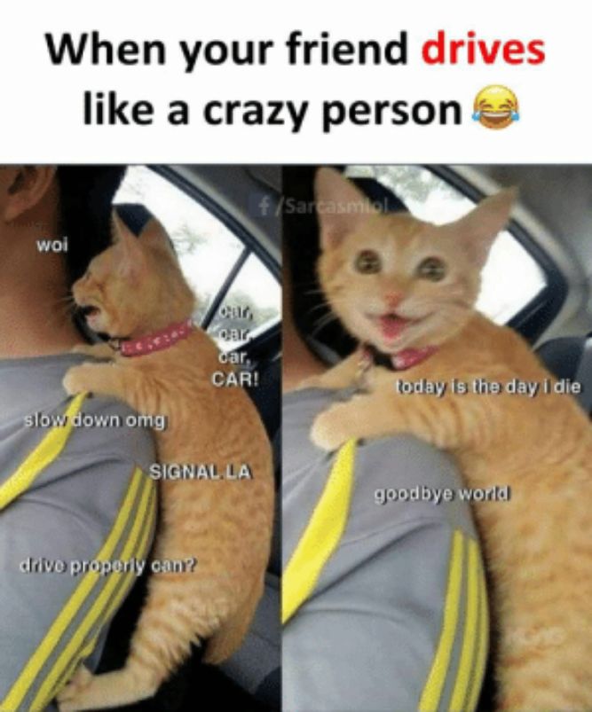 When your friend drives like a crazy person! - Funny Cat Memes, pictures, photos, images, pics, captions, jokes, quotes, wishes, quotes, SMS, status, messages, wallpapers.