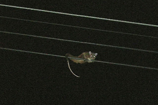 Caluromys derbianus, or woolly opossum