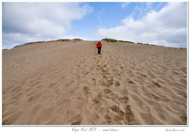 Cape Cod NS: ... sand dunes...
