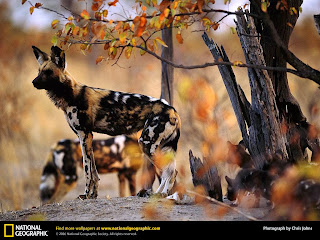 wild dogs photography, african wild dogs in jungle