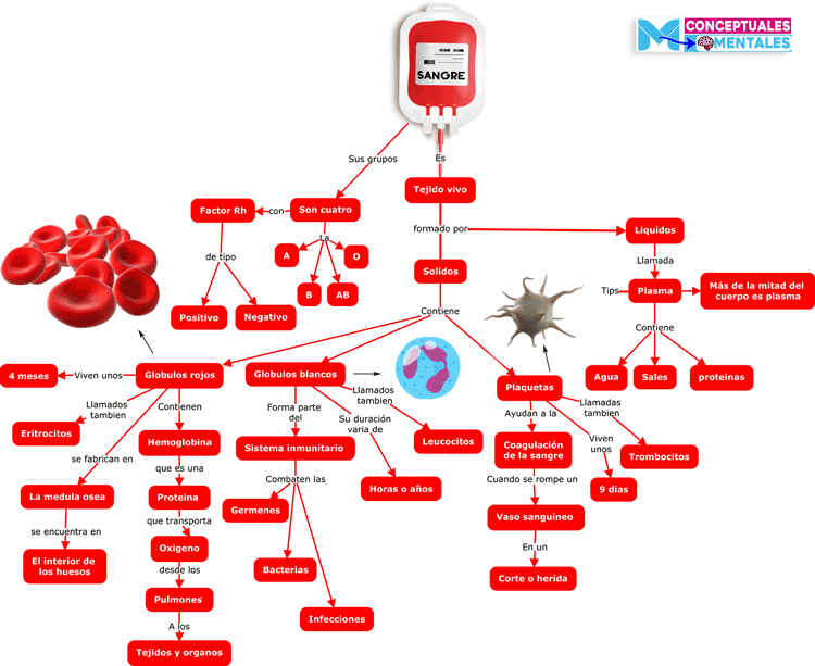 Imagen de mapa conceptual de la sangre y sus componentes