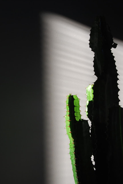 Cactus-Mexico-shadows