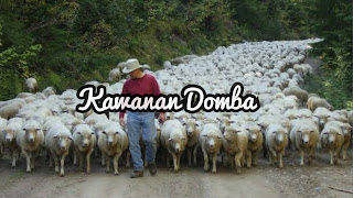 Kawanan Domba