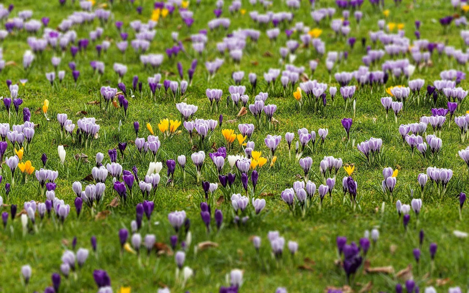 De letne is begonnen met krokussen in verschillende kleuren