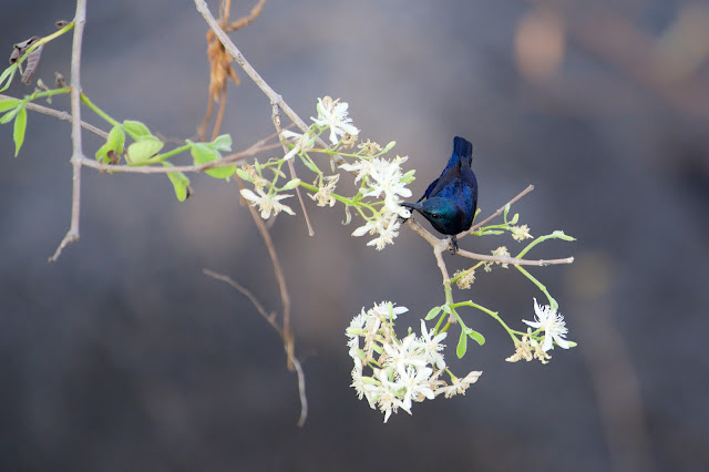 Purple Sunbird (छोटा शक्कर खोरा) - Cinnyris asiaticus - Ashutosh Jhureley