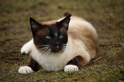 القطط السيامية - أصولها التاريخية، شخصيتها، وكيفية الاهتمام بها